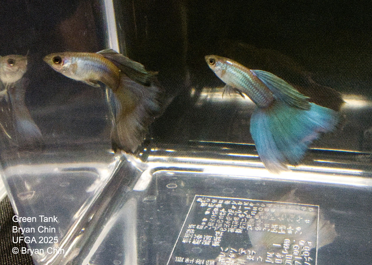 Guppy Green